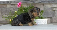 Daphne, a female Miniature Dachshund for sale in Millersburg, OH – 1 of 2