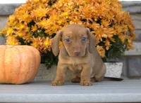 Winona, a female Miniature Dachshund for sale in Millersburg, OH – 2 of 4