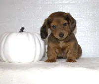 Slade, a male Miniature Dachshund for sale in Millersburg, OH – 2 of 4
