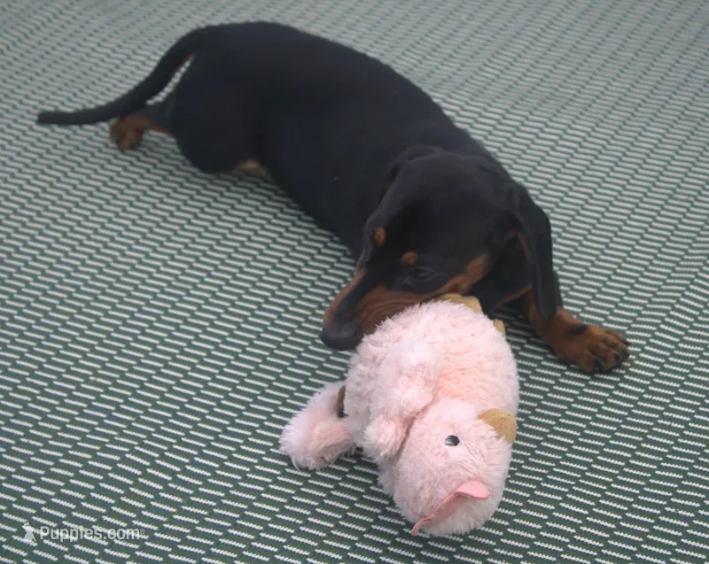 Kenya – Miniature Dachshund puppy for sale in Millersburg, OH