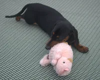 Kenya, a female Miniature Dachshund for sale in Millersburg, OH – 1 of 3