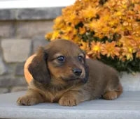 Willow, a female Miniature Dachshund for sale in Millersburg, OH – 2 of 5