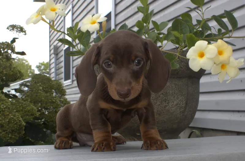 Clay – Miniature Dachshund puppy for sale in Millersburg, OH