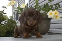 Clay, a male Miniature Dachshund for sale in Millersburg, OH – 1 of 3