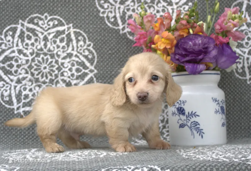 Cash – Miniature Dachshund puppy for sale in Millersburg, OH