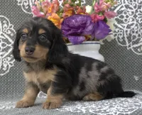 Casper, a male Miniature Dachshund for sale in Millersburg, OH – 2 of 2