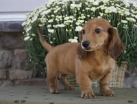 Sherry, a female Miniature Dachshund for sale in Millersburg, OH – 3 of 4