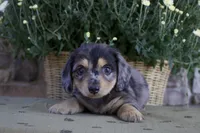 Dallas, a male Miniature Dachshund for sale in Millersburg, OH – 2 of 4