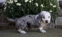 Duke, a male Miniature Dachshund for sale in Millersburg, OH – 2 of 4
