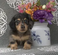 Cole, a male Miniature Dachshund for sale in Millersburg, OH – 2 of 3