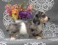 Claire, a female Miniature Dachshund for sale in Millersburg, OH – 2 of 4
