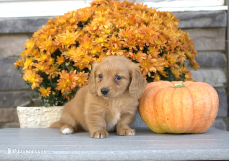 Winnie – Miniature Dachshund puppy for sale in Millersburg, OH