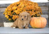 Winnie, a female Miniature Dachshund for sale in Millersburg, OH – 1 of 4