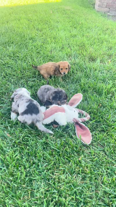 Darcy, a male Miniature Dachshund for sale in Millersburg, OH – 4 of 4