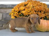 Winona, a female Miniature Dachshund for sale in Millersburg, OH – 4 of 4