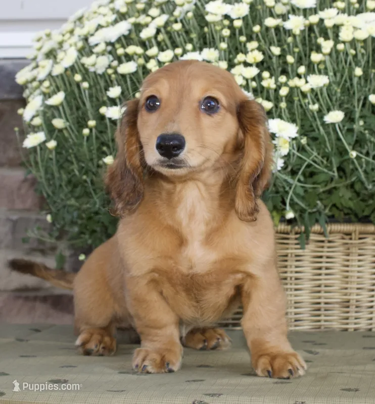 Sherry – Miniature Dachshund puppy for sale in Millersburg, OH