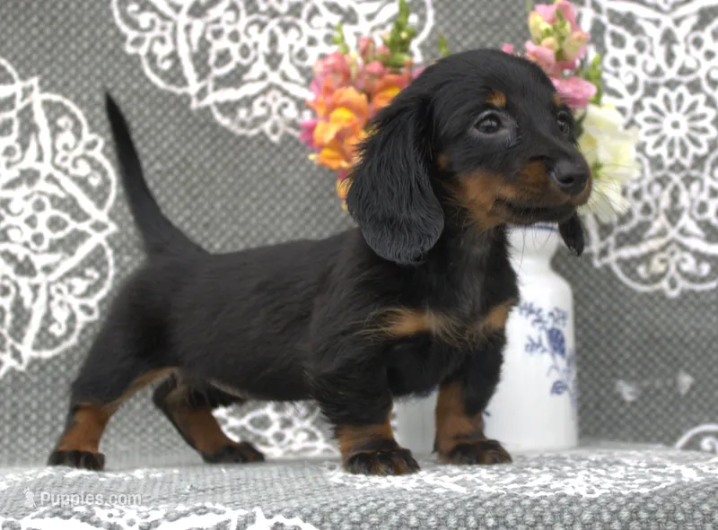 Senna – Miniature Dachshund puppy for sale in Millersburg, OH