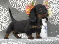 Senna, a female Miniature Dachshund for sale in Millersburg, OH – 1 of 3