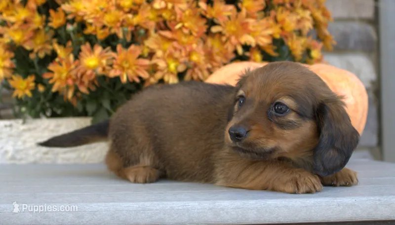 Willow – Miniature Dachshund puppy for sale in Millersburg, OH