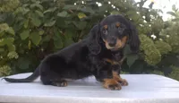 Cissy, a female Miniature Dachshund for sale in Millersburg, OH – 2 of 3