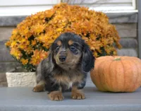Kirby, a male Miniature Dachshund for sale in Millersburg, OH – 4 of 4