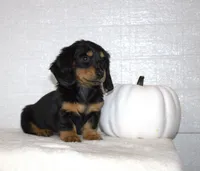 Shay, a female Miniature Dachshund for sale in Millersburg, OH – 2 of 4