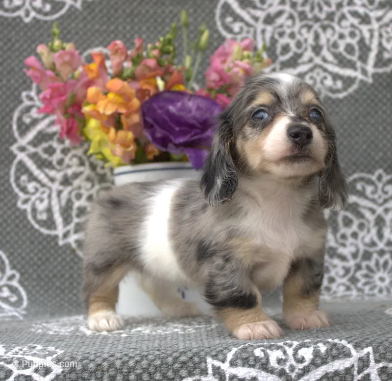 Claire – Miniature Dachshund puppy for sale in Millersburg, OH