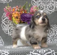 Claire, a female Miniature Dachshund for sale in Millersburg, OH – 1 of 4