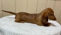 Stu, a male Miniature Dachshund for sale in Millersburg, OH – 1 of 4
