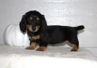 Shay, a female Miniature Dachshund for sale in Millersburg, OH – 4 of 4