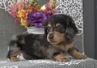 Cole, a male Miniature Dachshund for sale in Millersburg, OH – 3 of 3