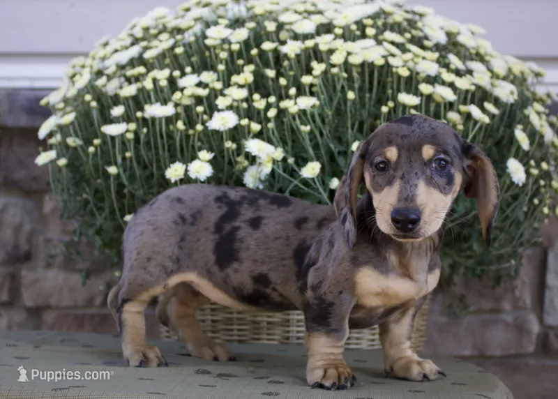 Sage – Miniature Dachshund puppy for sale in Millersburg, OH
