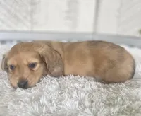 Rambler, a male Miniature Dachshund for sale in Millersburg, OH – Photo 1 of 2