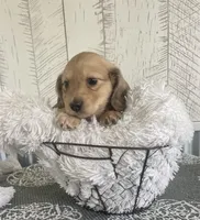 Rambler, a male Miniature Dachshund for sale in Millersburg, OH – Photo 2 of 2