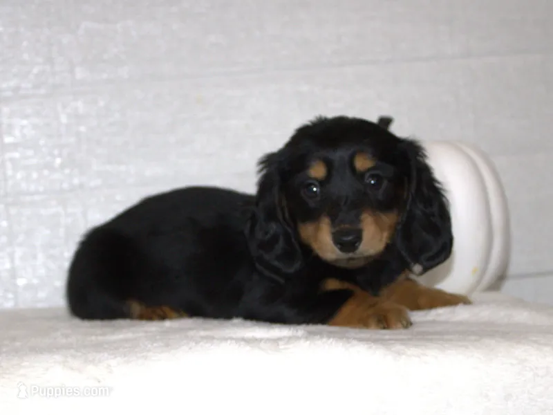 Shay – Miniature Dachshund puppy for sale in Millersburg, OH