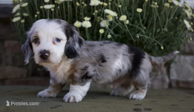 Duke – Miniature Dachshund puppy for sale in Millersburg, OH