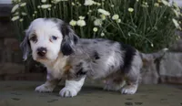 Duke, a male Miniature Dachshund for sale in Millersburg, OH – 1 of 4