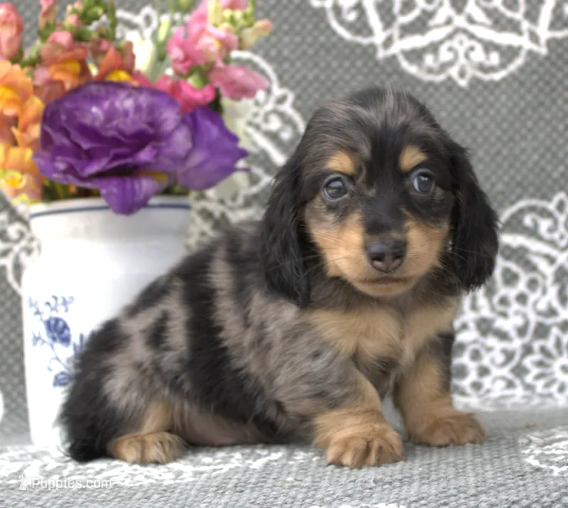 Casper – Miniature Dachshund puppy for sale in Millersburg, OH