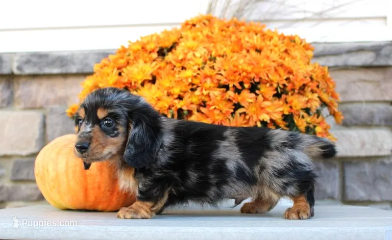 Kirby – Miniature Dachshund puppy for sale in Millersburg, OH