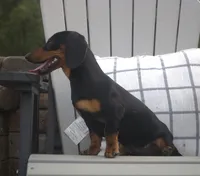 Kenya, a female Miniature Dachshund for sale in Millersburg, OH – 3 of 3