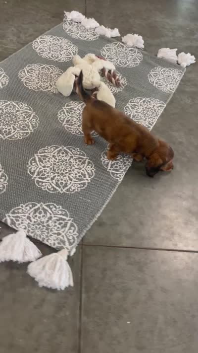 Slade, a male Miniature Dachshund for sale in Millersburg, OH – 4 of 4