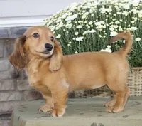Sherry, a female Miniature Dachshund for sale in Millersburg, OH – 2 of 4