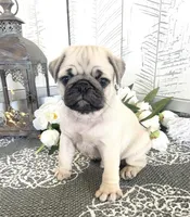 Jethro, a male Pug for sale in Millersburg, OH – Photo 2 of 2