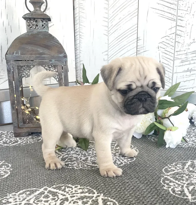 Jethro, a male Pug for sale in Millersburg, OH – Photo 1 of 2