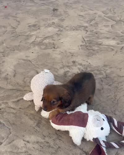 Willow, a female Miniature Dachshund for sale in Millersburg, OH – 5 of 5