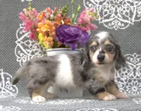 Claire, a female Miniature Dachshund for sale in Millersburg, OH – 3 of 4