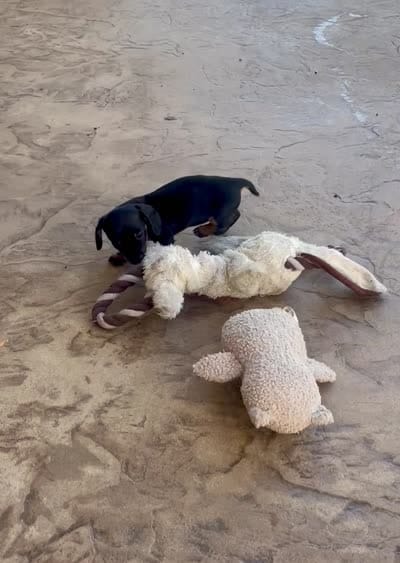Willa, a female Miniature Dachshund for sale in Millersburg, OH – 4 of 4