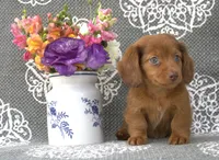 Scout, a male Miniature Dachshund for sale in Millersburg, OH – 1 of 2