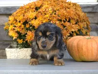 Kirby, a male Miniature Dachshund for sale in Millersburg, OH – 2 of 4