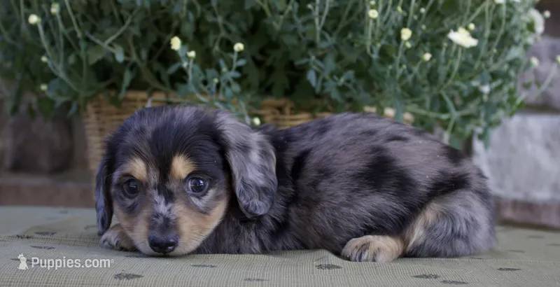 Dallas – Miniature Dachshund puppy for sale in Millersburg, OH